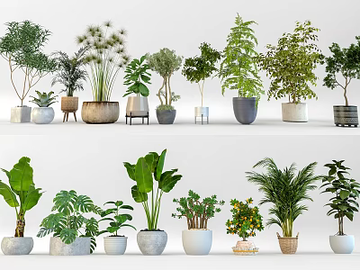 Bonsai and Potted Plants Collection With Various Green Plants And Different Decorative Pots 3d model
