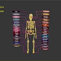 Anatomical Human Skeleton Diagram Showing Organs And Hair With Colorful Labels