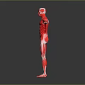 Detailed Human Muscle Anatomy 3D Model In Red With Open Arms Pose