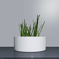 Bonsai Potted Plant With White Round Pot Green Slender Grass Modern Minimalist Light Grey Wall
