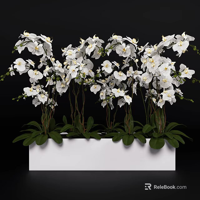 White Orchid Bonsai Potted Plants With Multiple Stems Green Leaves In White Rectangular Pot 3d model
