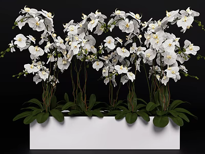 White Orchid Bonsai Potted Plants With Multiple Stems Green Leaves In White Rectangular Pot 3d model