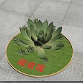 Lush Guanyinlian Plant With Green Leaves On Circular Grass Lawn Base