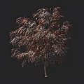 Tall Arbor With Reddish Brown Leaves Against Dark Background And Human Silhouette