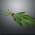Fresh Green Leafy Plant Bundled With Orange Elastic Band And Vibrant Foliage