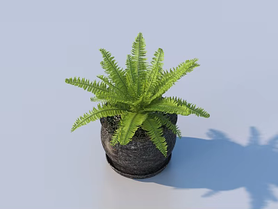 Lush Green Fern Potted Plant In Black Pot For Indoor Home Decor 3d model