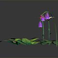 Colorful Garden Plants Featuring Red Flower White Daisy Purple Bellflowers And Green Leafy Ferns