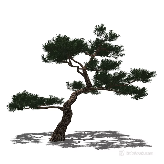 Curved Trunk Pine Tree With Lush Green Foliage And Ground Shadow 3d model 