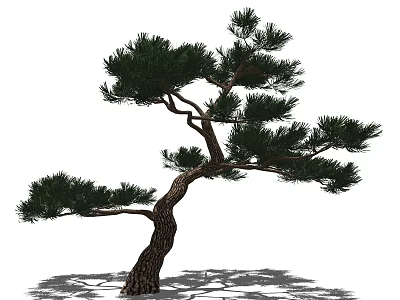 Curved Trunk Pine Tree With Lush Green Foliage And Ground Shadow 3d model
