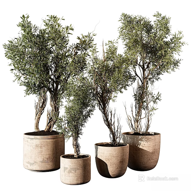 Decorative Ornament Set with Green Plants in Woven Pots of Various Sizes 3d model 