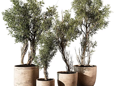 Decorative Ornament Set with Green Plants in Woven Pots of Various Sizes 3d model