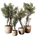 Decorative Ornament Set with Green Plants in Woven Pots of Various Sizes