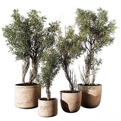 Decorative Ornament Set with Green Plants in Woven Pots of Various Sizes 3d model