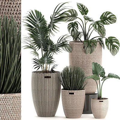 Potted Plants In Woven Pots With Various Green Leaves For Modern Indoor Home Decor 3d model