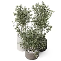 Bonsai Potted Plants With Green Leaves In Modern Concrete Pots For Indoor Decor