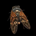 Detailed Cicada With Transparent Wings And Brown Body On Black Background