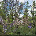 Blooming Purple Flowers And Green Leaves In Vibrant Outdoor Garden Under Sunlight
