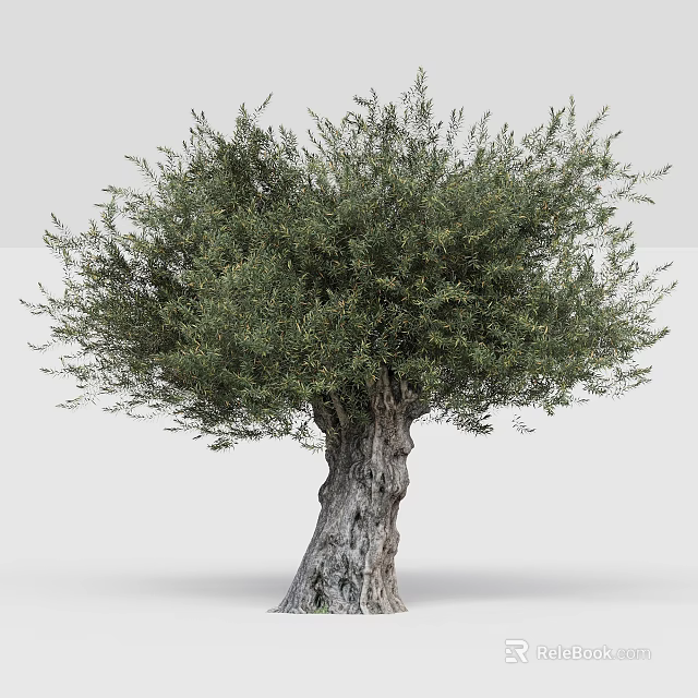 Majestic Olive Tree With Thick Gnarled Trunk And Lush Green Foliage 3d model 