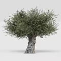 Majestic Olive Tree With Thick Gnarled Trunk And Lush Green Foliage