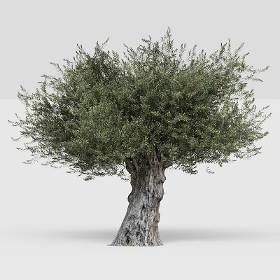 Majestic Olive Tree With Thick Gnarled Trunk And Lush Green Foliage 3d model