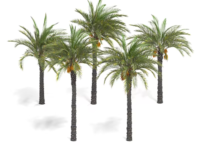 Palm Trees With Green Fronds And Yellow Fruits In White Background 3d model
