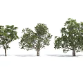 Three Arbor Trees With Lush Green Foliage Different Shapes And Sturdy Trunks 3d model
