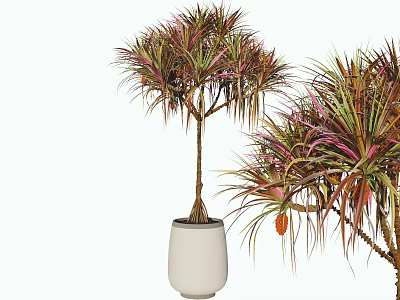 Bonsai Potted Plant With Colorful Red Green Leaves In White Ceramic Pot 3d model