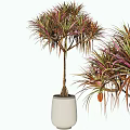 Bonsai Potted Plant With Colorful Red Green Leaves In White Ceramic Pot