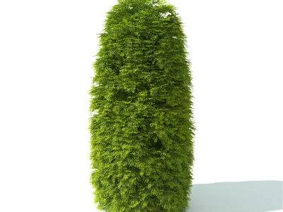 Green Shrub With Lush Foliage And Well Trimmed Upright Shape For Garden Landscaping 3d model