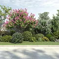 Different Types Of Shrubs With Green Leaves And Pink Blooms In Garden With Lawn And Trees