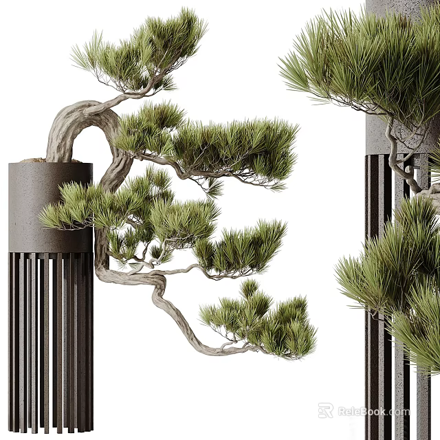 Bonsai Pine Tree with Curved Branches and Green Needles in Black Cylindrical Pot 3d model 