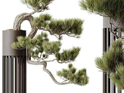 Bonsai Pine Tree with Curved Branches and Green Needles in Black Cylindrical Pot 3d model