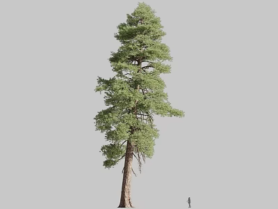 Tall Pine Tree With Green Canopy And Brown Trunk Next To Human Figure 3d model
