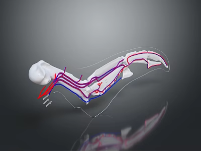 3D Skeletal Structure Model With Transparent Framework Colored Vessels And Dark Background Reflection 3d model