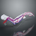 3D Skeletal Structure Model With Transparent Framework Colored Vessels And Dark Background Reflection