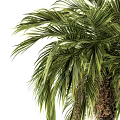 Tall Tropical Palm Tree With Lush Green Fronds And Brown Fruit Clusters