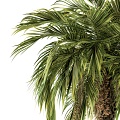 Green palm tree with fruit 3d model