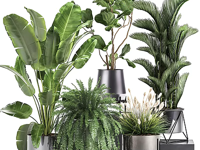 Potted Bonsai Plants With Various Green Foliage In Metal Planters And Stands 3d model