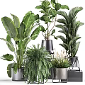 Potted Bonsai Plants With Various Green Foliage In Metal Planters And Stands