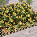 Abundant Yellow Flowers In Garden Bed With Bamboo Fence And Neat Layout