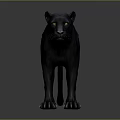 Black Panther 3D Model Standing in Gray Background with Realistic Features 3d model