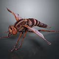 Close Up View Of Flying Insect With Transparent Wings Large Compound Eyes And Striped Body