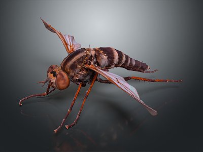 Modern Fly Bee Peak 3d model