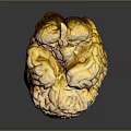 Realistic Game Movie Character Brain With Grooved Yellow Brown Surface Black Base And Reflections