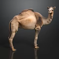 Realistic Dromedary Camel With Single Hump Standing On Dark Shiny Ground