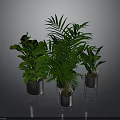 Lush Green Indoor Plants In Metal Planters On Reflective Dark Surface
