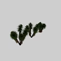 Ornamental Green Yucca Plant Arrangement With Various Shapes For Decorative