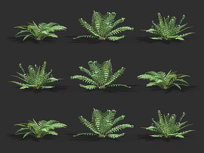 Collection Of Fern Plants With Various Frond Shapes And Lush Green Foliage 3d model