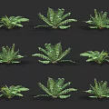 Collection Of Fern Plants With Various Frond Shapes And Lush Green Foliage