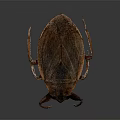 Brown Beetle With Wings And Legs On Dark Background Surface